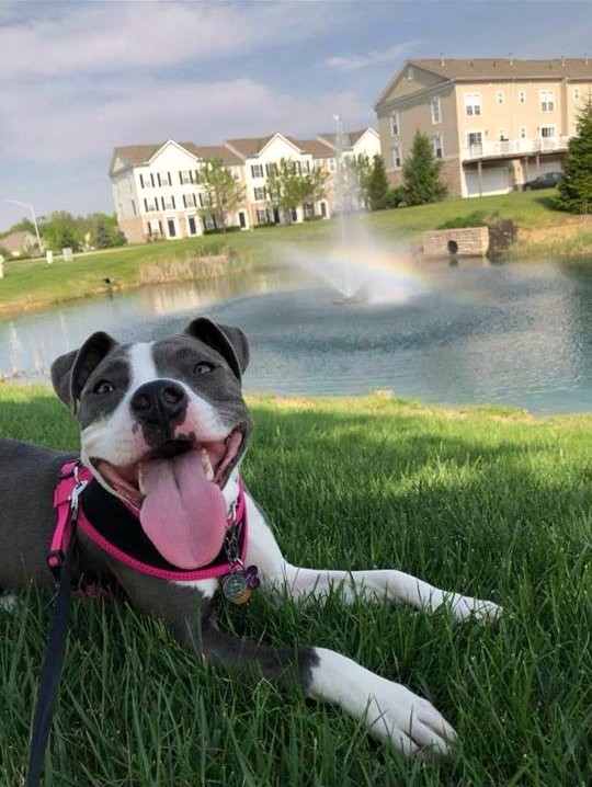Torianna, now known as Jade, had to have an amputation on her hind leg due to unknown causes. However, she is now living a great life in Columbus, Ohio thanks to the Tusc. Humane Society!