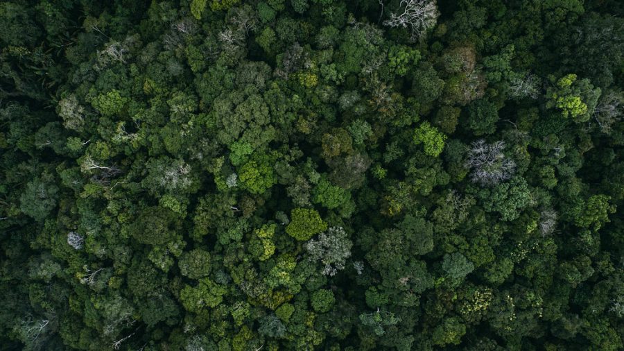 Overhead scenic of the Amazon rainforest during the 6 River Run expedition, Manaus, Brazil on the 29th March 2017