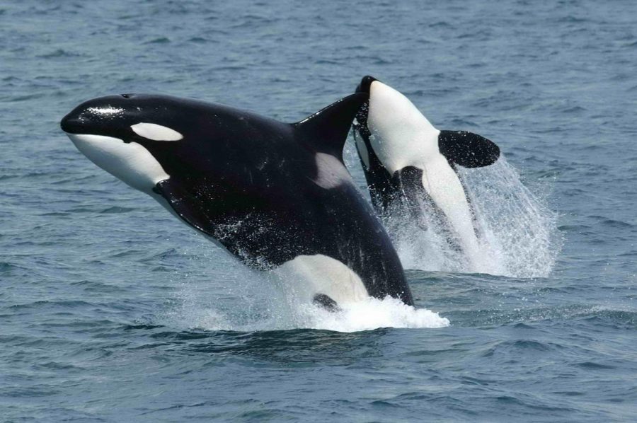 The Monthly Bite: Orca