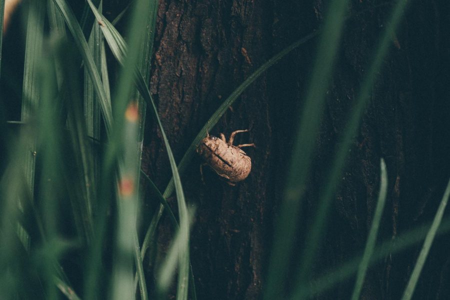 Cicada Shell (Photo by Ellicia on Unsplash)