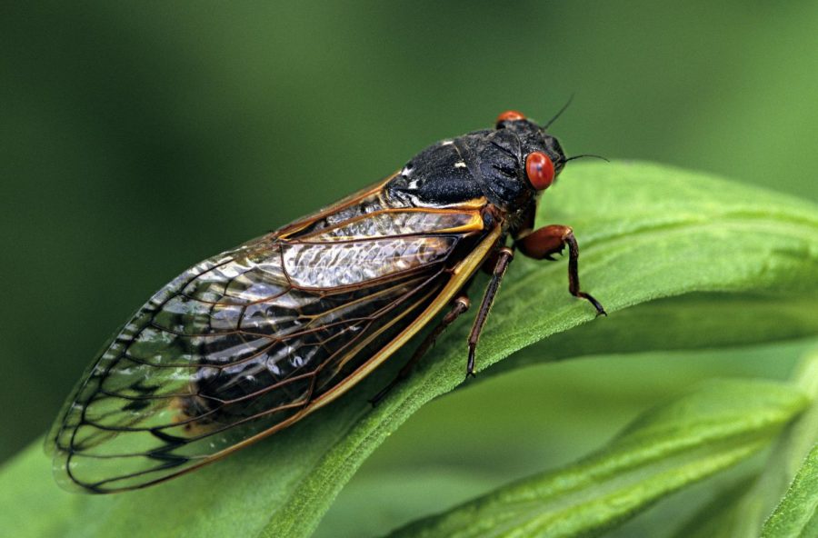Are Cicadas a Nuisance or a Benefit?