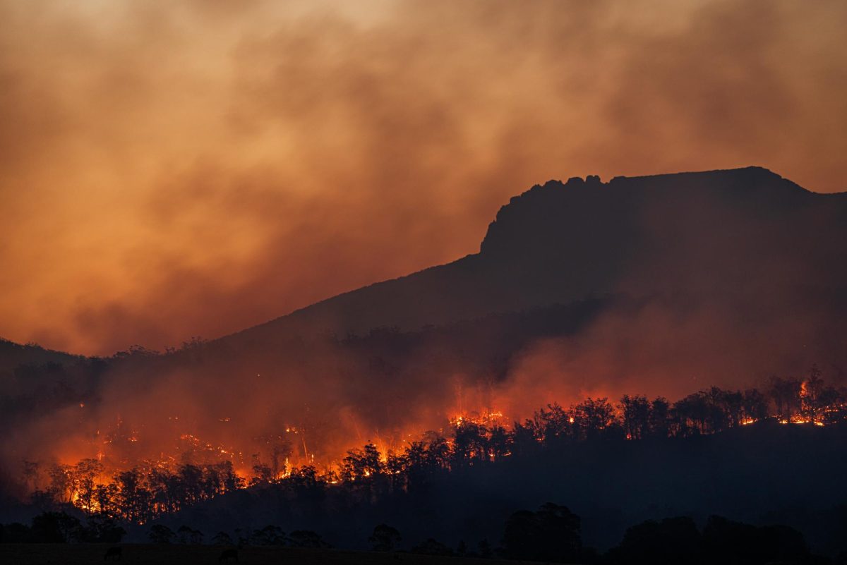 The L.A. Wildfires