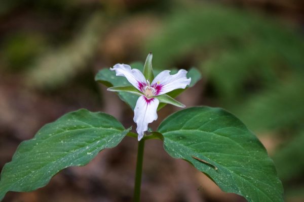 Painted Trillium