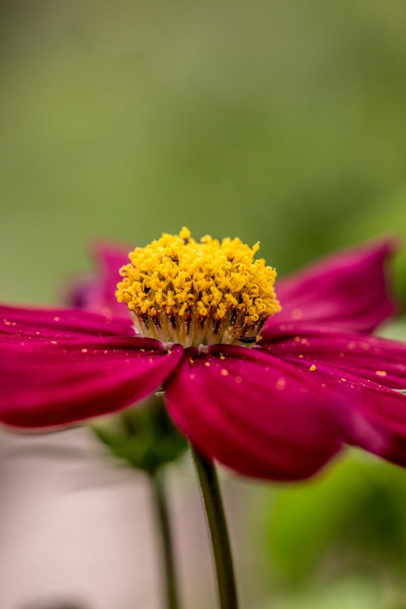 Photo by Magda Pawluczuk on Unsplash
      