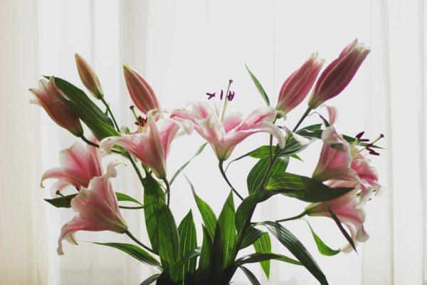 Differences in Types of Lilies 