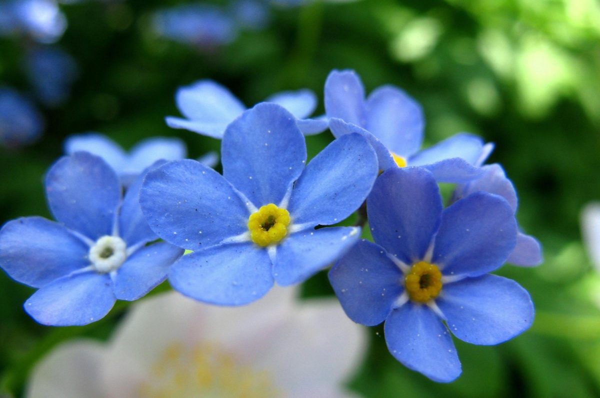 The Language of Flowers