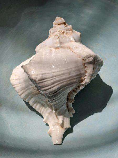 Shells