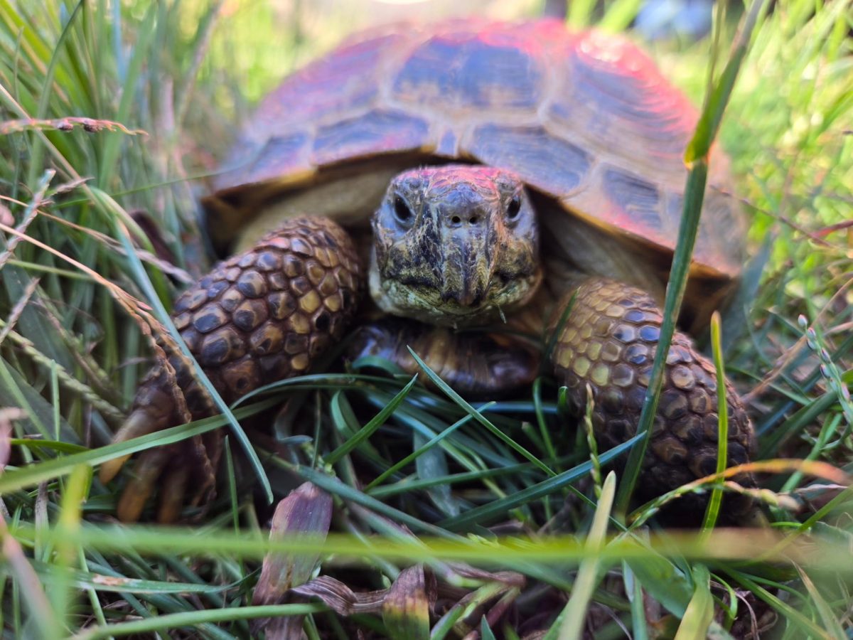 Speedy's Life in Poems: Dandelion Flower & Shell