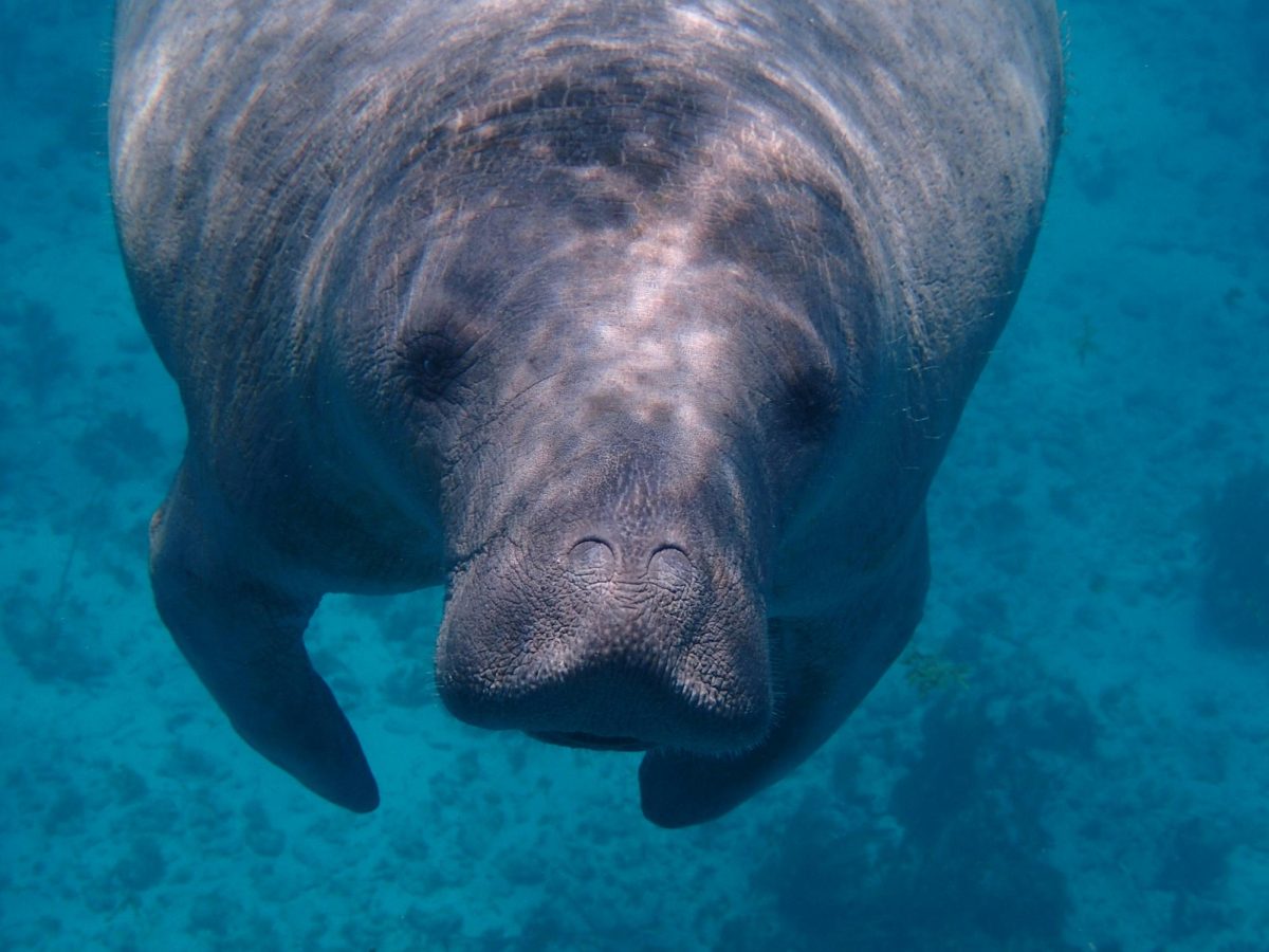 Manatee Poems