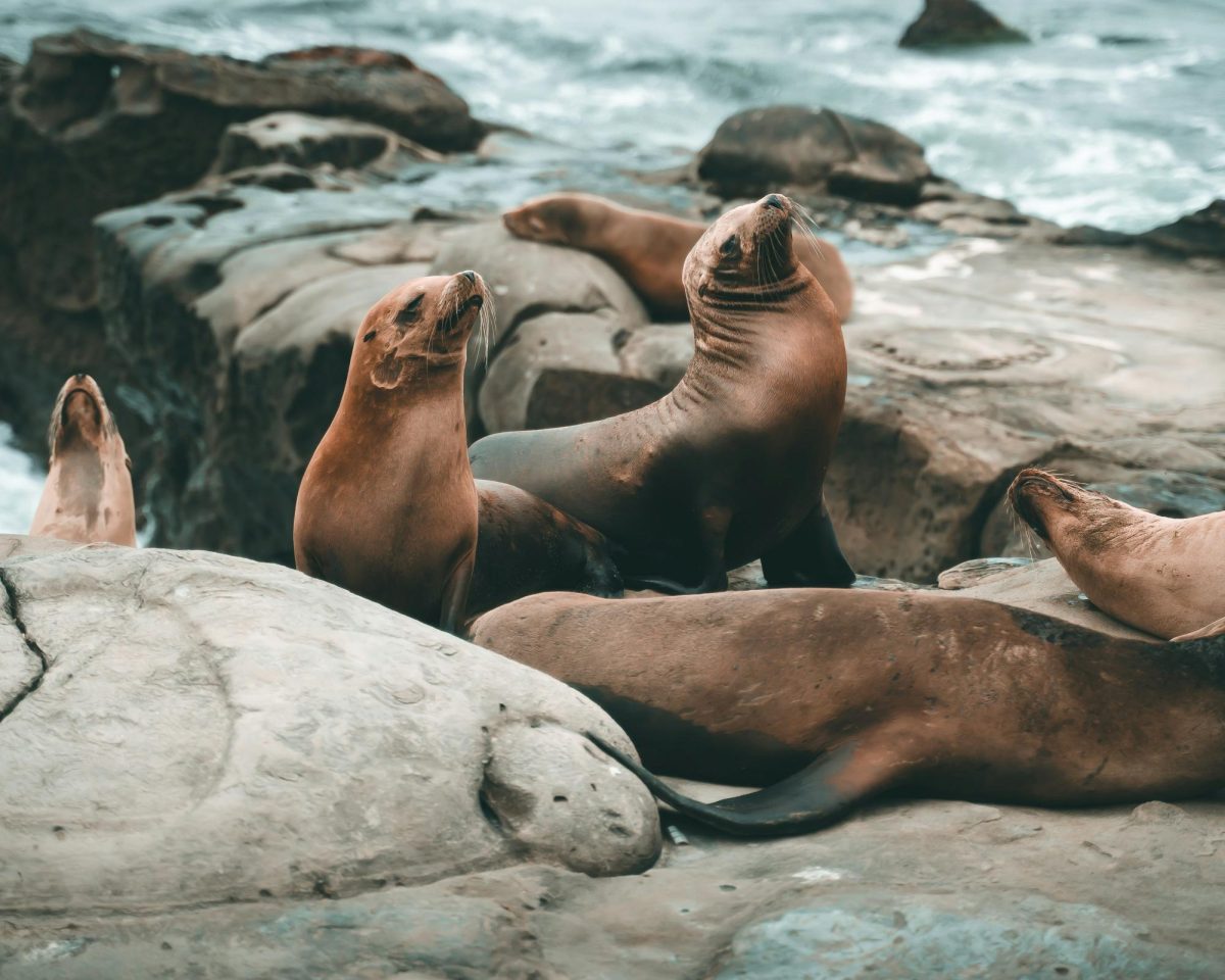 Photo by Shad Meeg on Unsplash
      