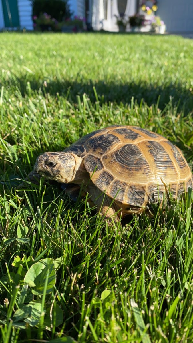 Speedy's Life in Poems: Lettuce, Water, & Speedy